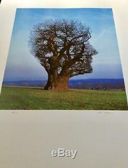 Rare signed Pink Floyd Storm Thorgerson Tree of Half LifeFine Art print HC 1/5
